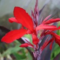 Canna herman