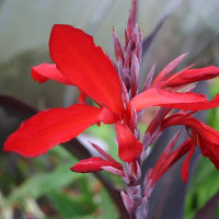 Canna herman