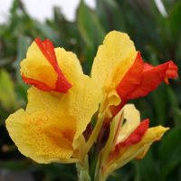 Canna Cleopatra