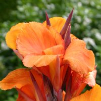 Canna Durban