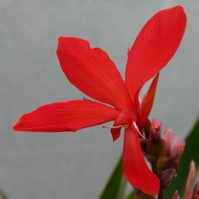 WATER CANNA 'Endeavour