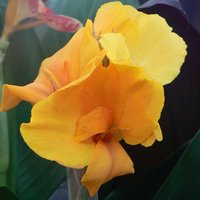 Canna Golden Orb