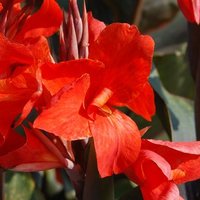 Canna Grandiose