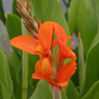 Canna Indiana