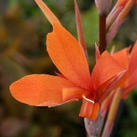 Canna Intrigue