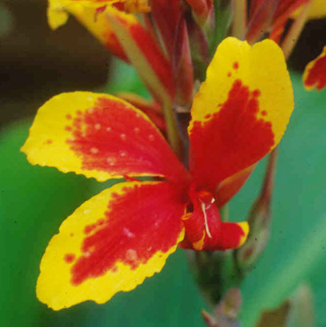 Canna Queen Charlotte