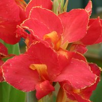 Canna Lolita