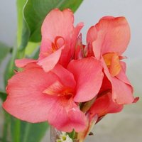 Canna Louis Cayeux