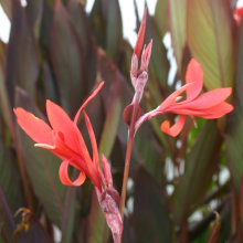 Canna Mystique