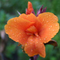 Canna Orange Chocolate