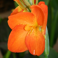 Canna Orange Punch