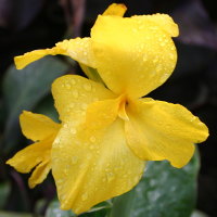 Canna Panama