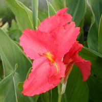 Canna Prince Charmant