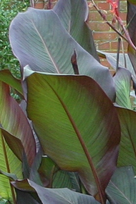 Canna Purpurea