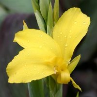 WATER CANNA 'Ra'