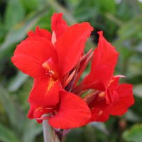 Canna Roi Soleil