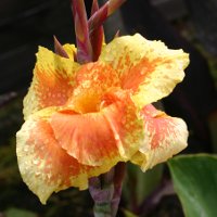 Canna Roma