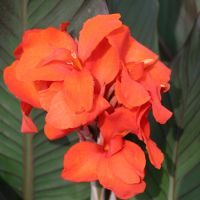 Canna Tali