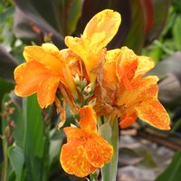 Canna Taroudant