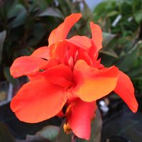 Canna Triomphe